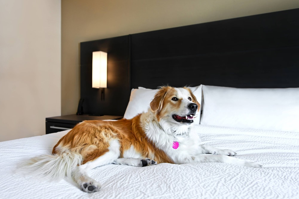 Residence Inn by Marriott Steamboat Springs - photo 52
