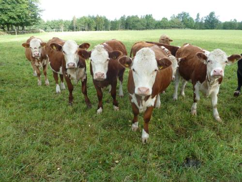 Höryda Gård in Skara, Sweden