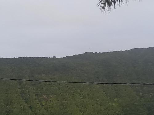 Le dodo in Unknown City, Réunion