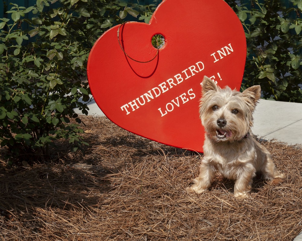 Thunderbird Inn - photo 22