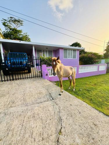 Purple Sunset Walk to Malecon & Beaches in Vieques, Puerto Rico