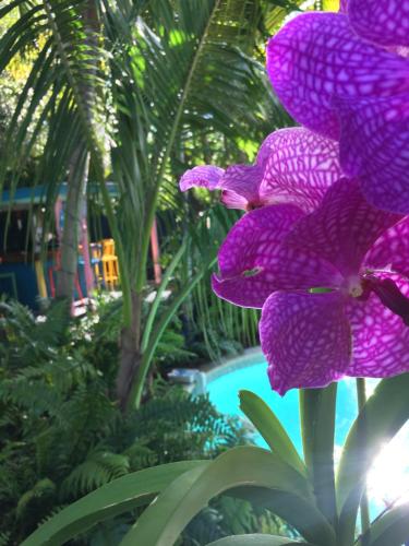 Calypso Inn Wilton Gay Male Resort - photo 25