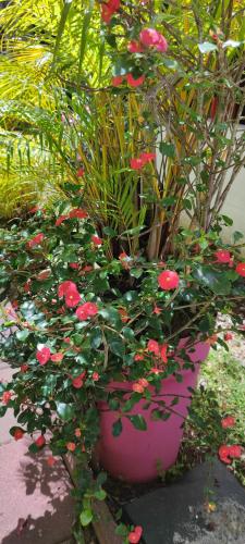 Le petit cactus — Bras-Panon — photo 3