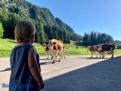Hinterankerwald in Walchsee, Austria