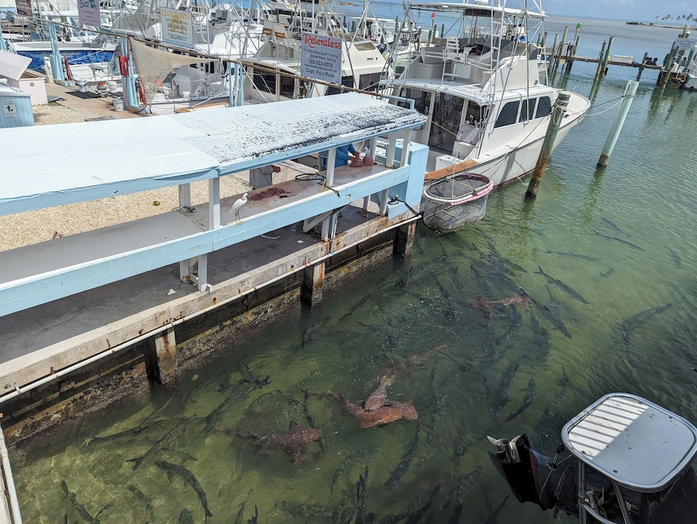 Bud N' Mary's Fishing Marina - photo 137