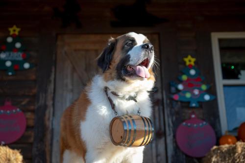 Rural Life on a Real Christmas Tree Farm Hallmark Experience — 4-Star Luxury Hotel in Ozark, United States