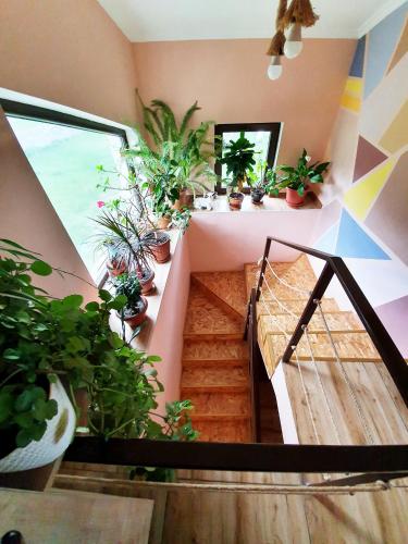 Allegria House