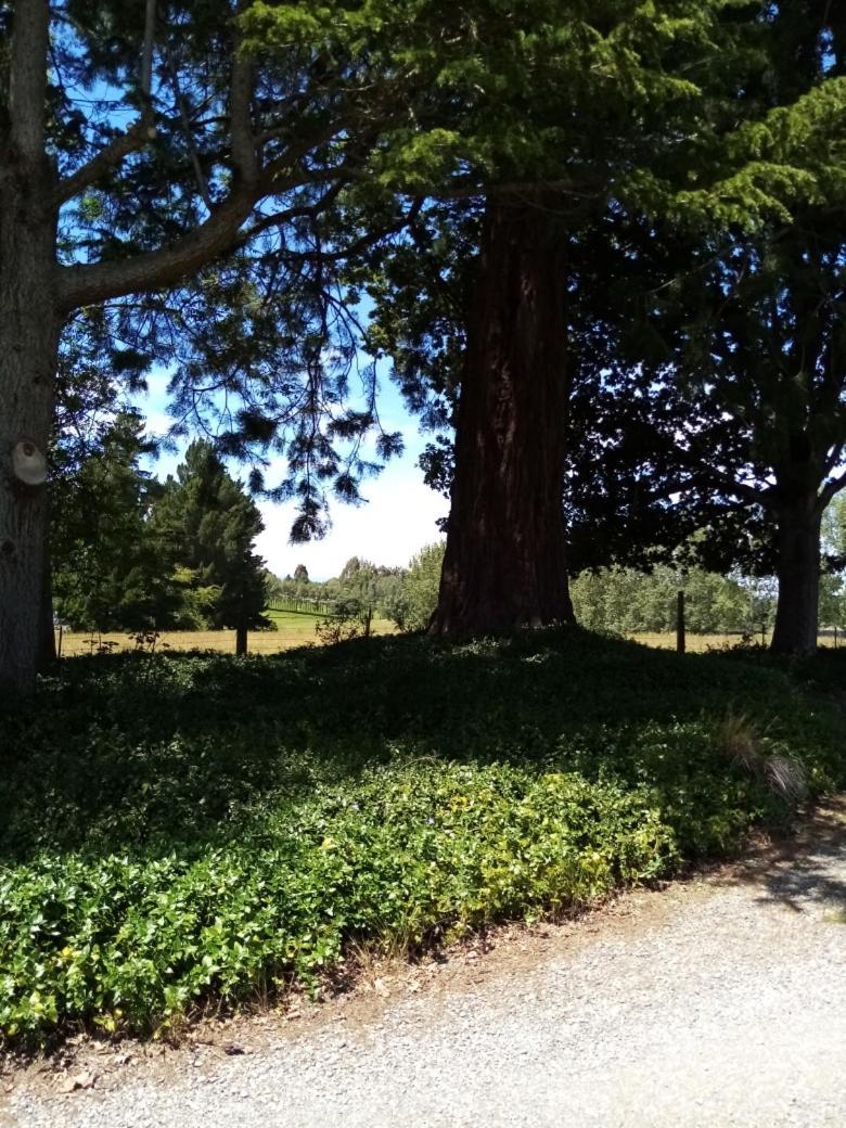 Blue Stone — Timaru — photo 3