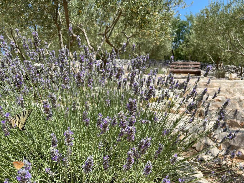 Antini Dvori — Imotski — photo 4