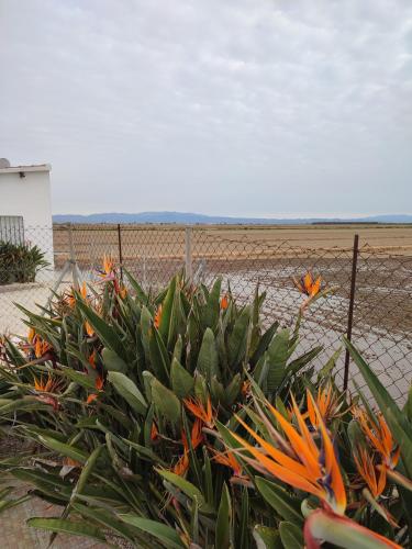 Caseta del Chato in Deltebre, Spain