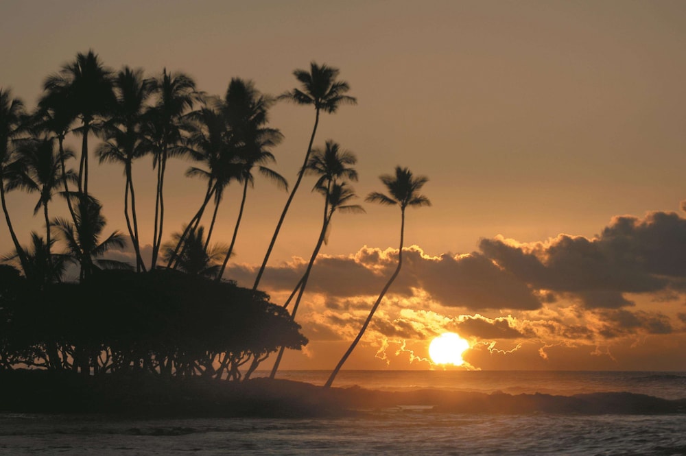 Fairmont Orchid - photo 129