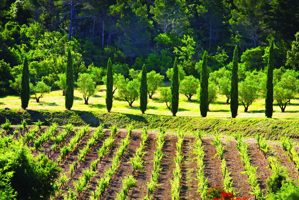 Château Haut Gléon — Perpignan — photo 5