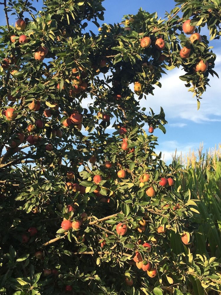 Frutteto dei Babbi — Capannori — photo 2