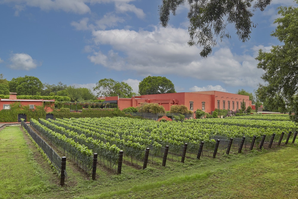 Vineyard