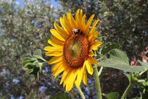 Sunflower in Split, Croatia