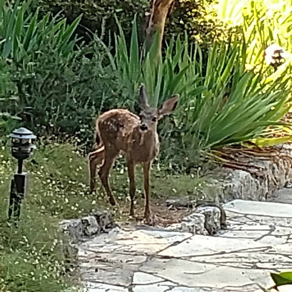 Ponderosa Ridge a B & B - photo 38