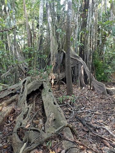 Atacuari Salvaje Tours Amazonas in Unknown City, Colombia