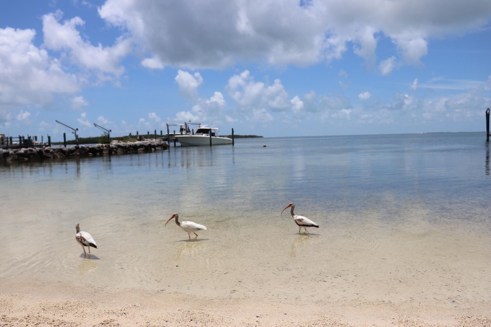 Island Bay Resort - photo 90