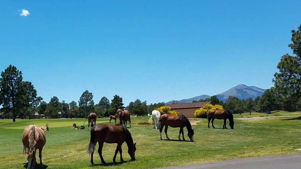 Ruidoso Pines - photo 18