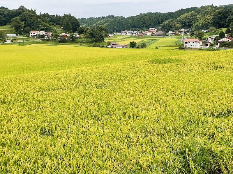 Jeck in Izumo, Japan