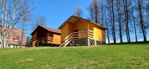 Modrzewie in Miedzylesie, Poland