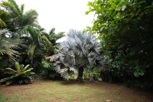 Éden — Cayenne — photo 3