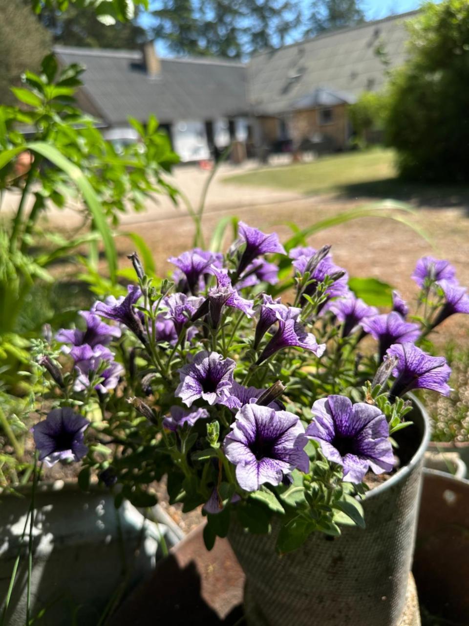 Skovbrynet 2 The place for you in Lokken, Denmark