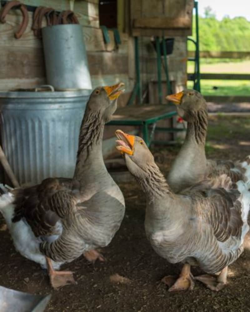 Mulberry Lavender Farm and B&B - photo 37