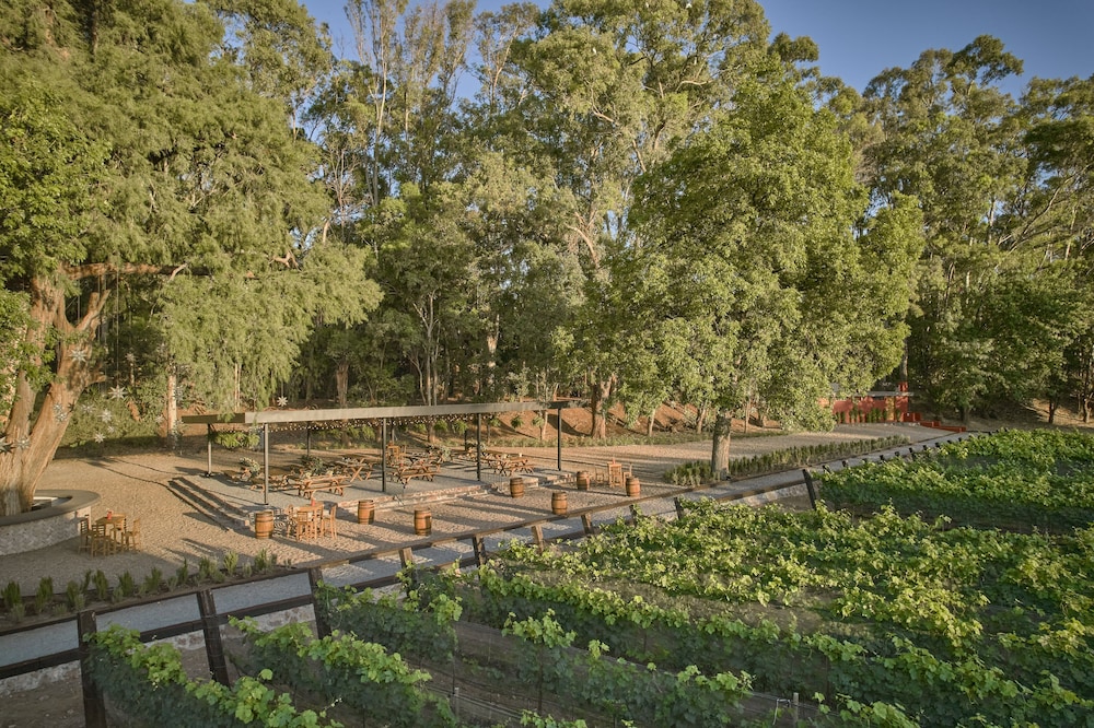 Vineyard
