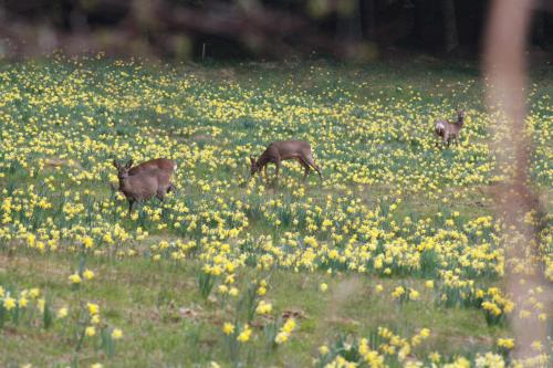 Les Hauts du Lac - last minute hotel in Gerardmer