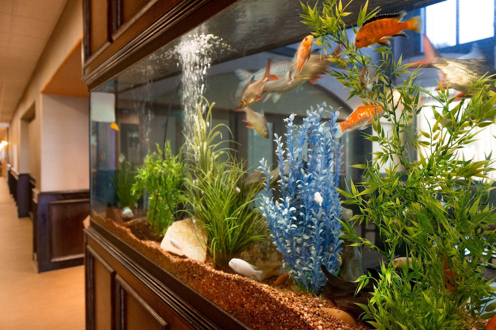 Hampton Inn & Suites Pharr - photo 4