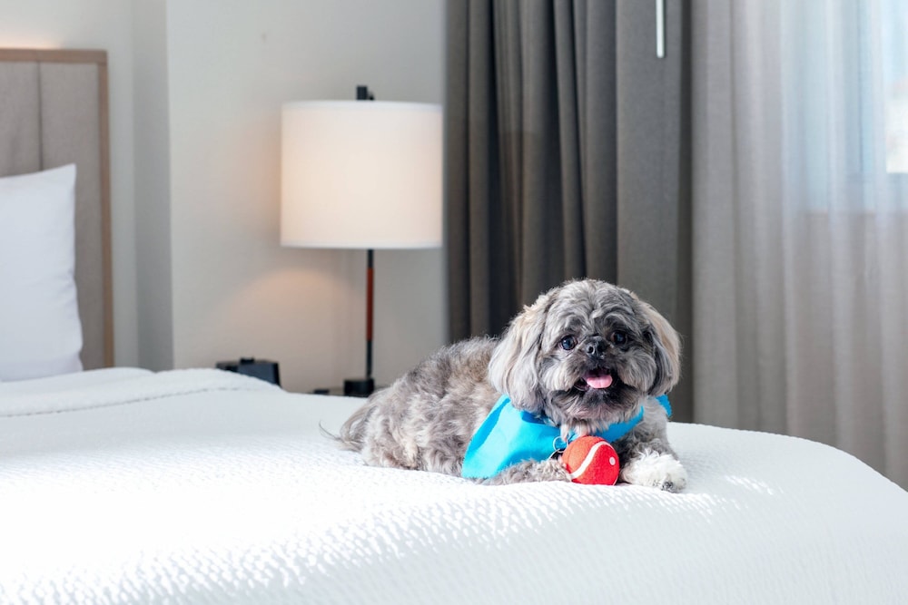 Residence Inn by Marriott Miami Aventura Mall - photo 30