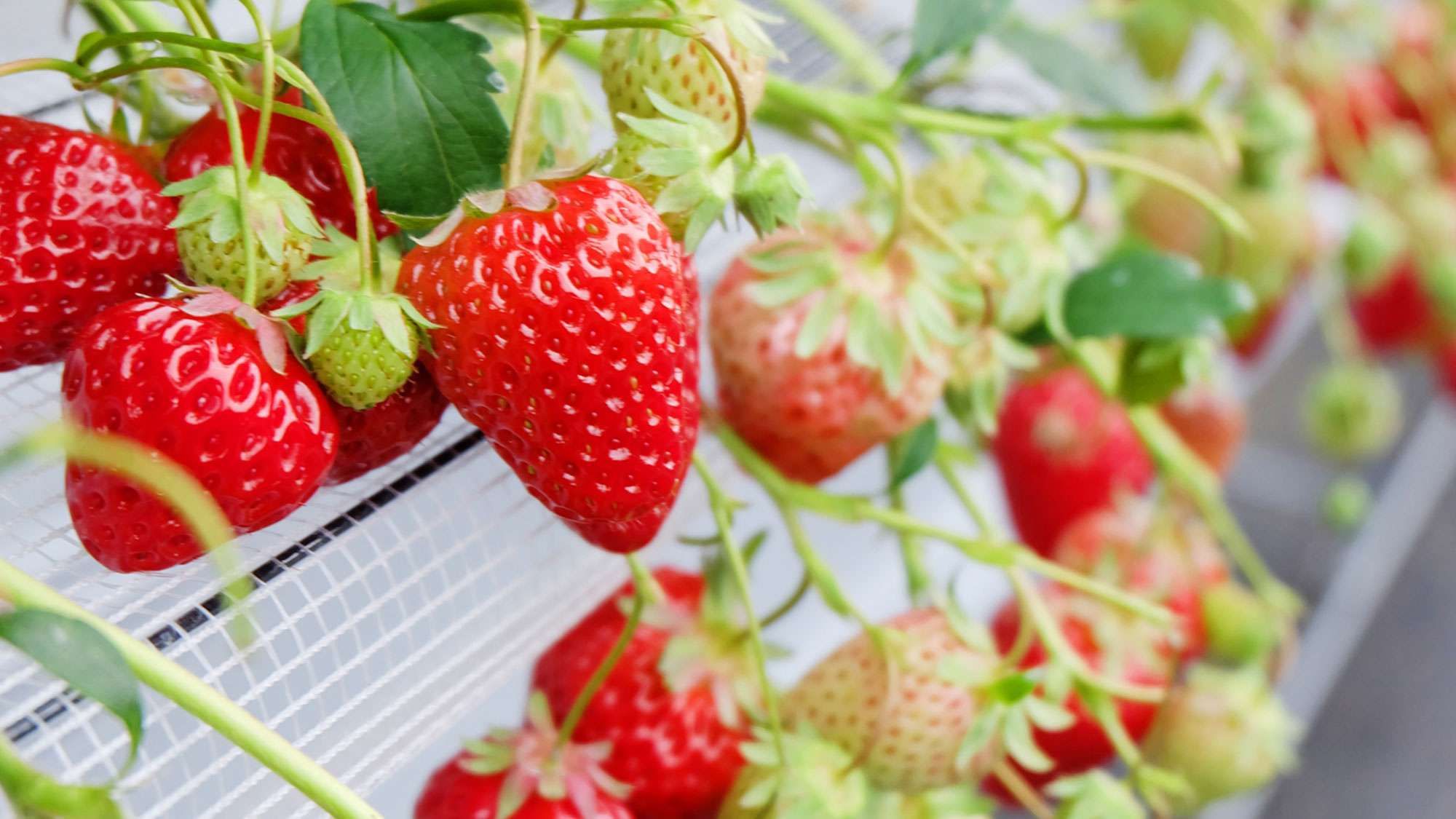 Bamboo Resort Mihama Tsunagi Vacation Stay 43006V in Chita, Japan