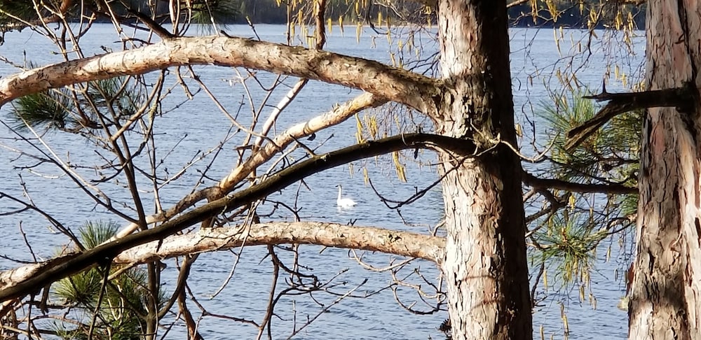Evergreen Bay Resort - photo 26
