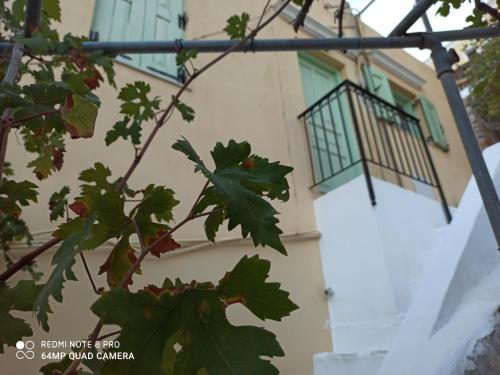 Pitini — Symi — photo 4