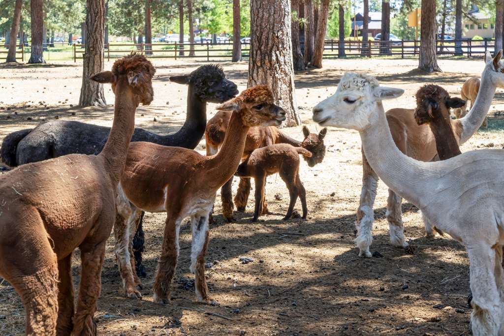 Best Western Ponderosa Lodge - photo 7