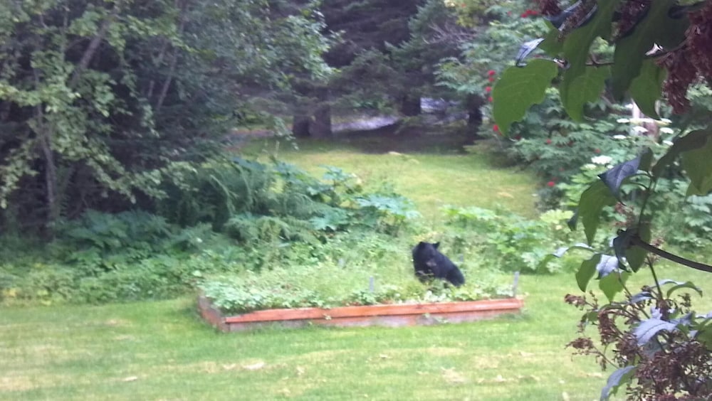 Alaska Dreamin' Lodging - photo 18