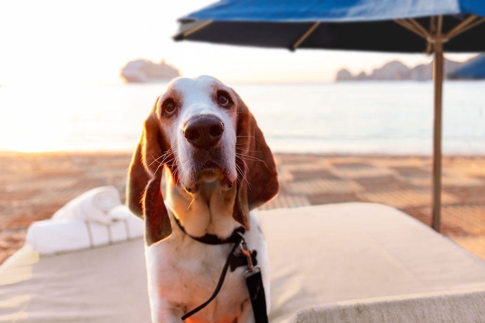Pet-friendly