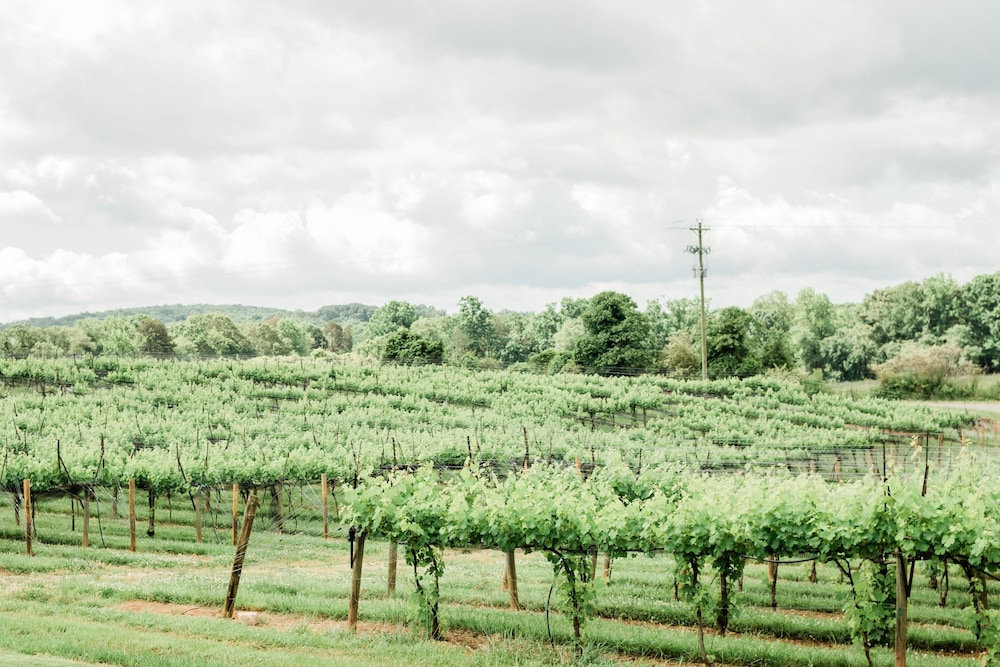 Dahlonega Resort and Vineyard - photo 51