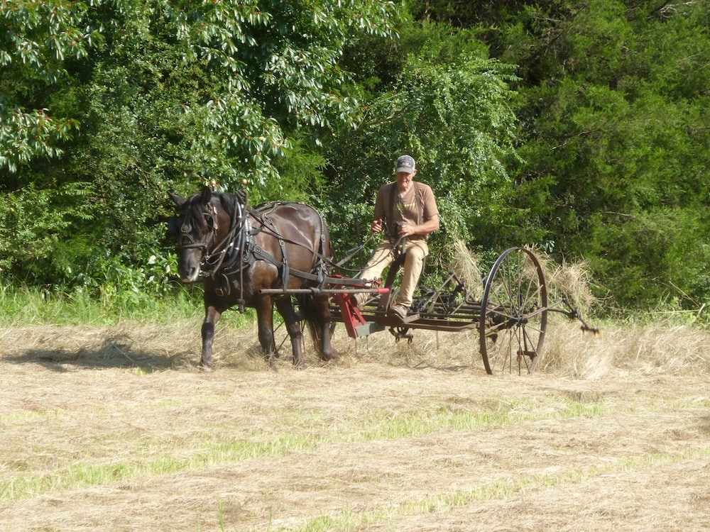 Mulberry Lavender Farm and B&B - photo 44
