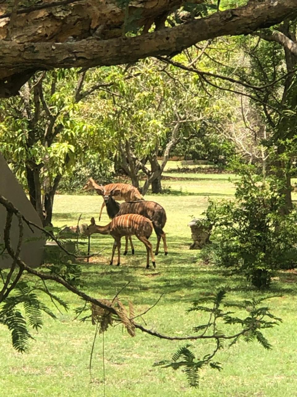 Jock Of The Bushveld in Nelspruit, South Africa