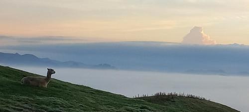 Waihi Gold Alpacas 3 or 4 people in Waihi, New Zealand