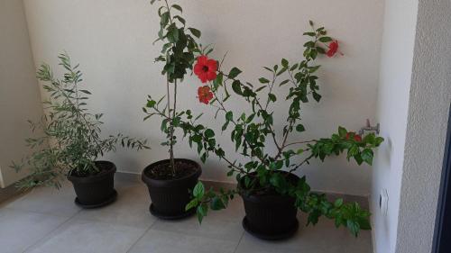 Nature Apartment Dubrovnik