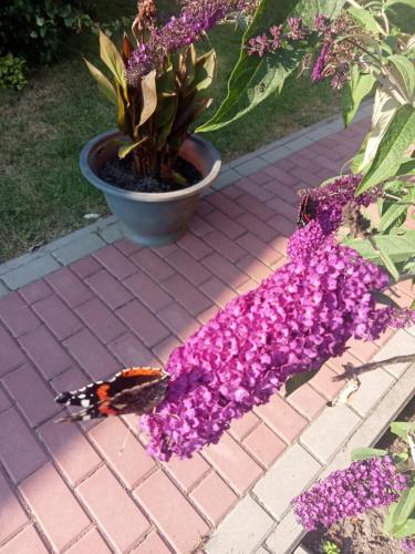 Budlejowy domek — Unknown City — photo 4