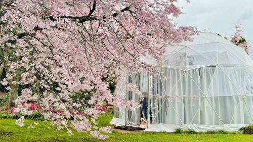 Flowerhaven glamping dome in Hamilton, New Zealand