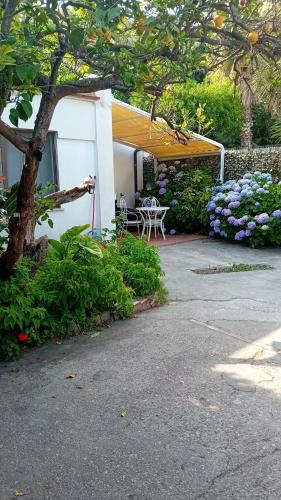 La Dracena - last minute hotel in Casamicciola Terme