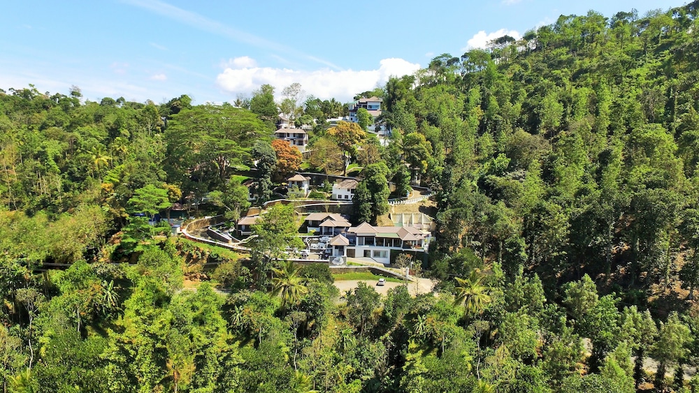Forest Canopy in Idukki, India
