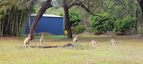 Roo Or 2 on Streeter in Agnes Water, Australia