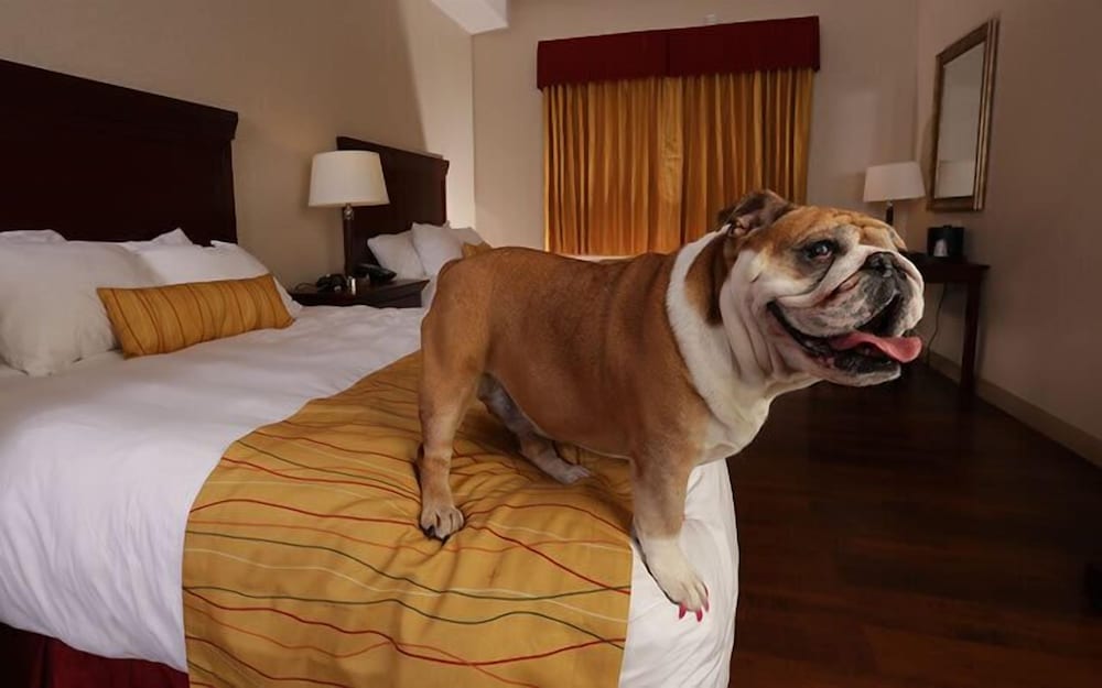 Wind River Hotel and Casino - photo 9