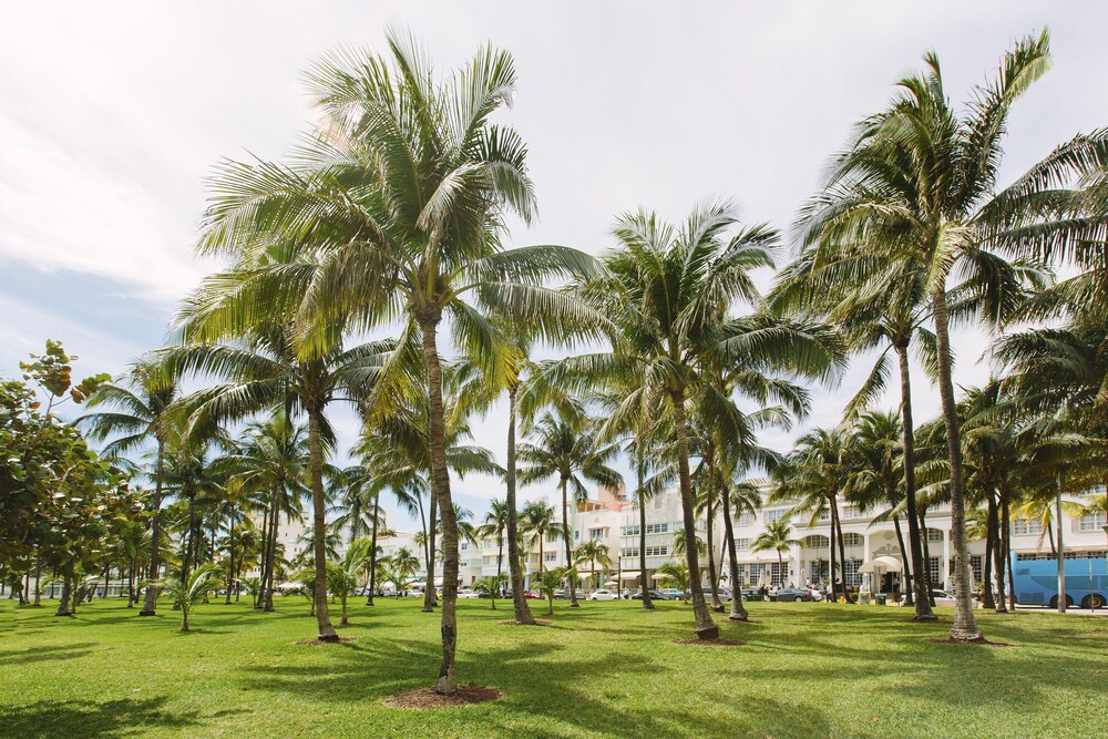 Cardozo Hotel South Beach - photo 31